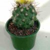 Copiapoa_esmeraldana_1